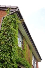 White soffits and brown coloured guttering on Dorset home with ivy-adorned walls